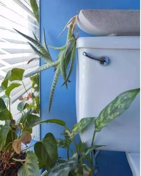 养生室内植物有哪些_养生室内植物_室内养植物