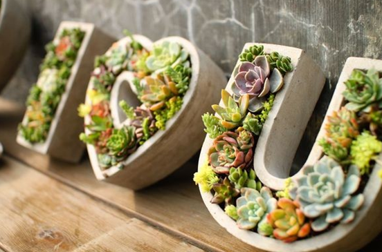 养生室内植物_室内养植物_50种室内植物养护大全