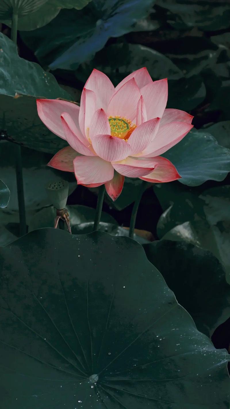 交友旅游网_杭州交友app_杭州旅行交友体验